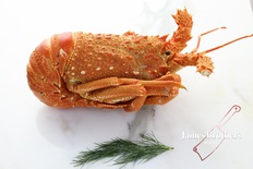 Premium Tasmanian/S.A Crayfish Approx 1kg (Price per Crayfish)